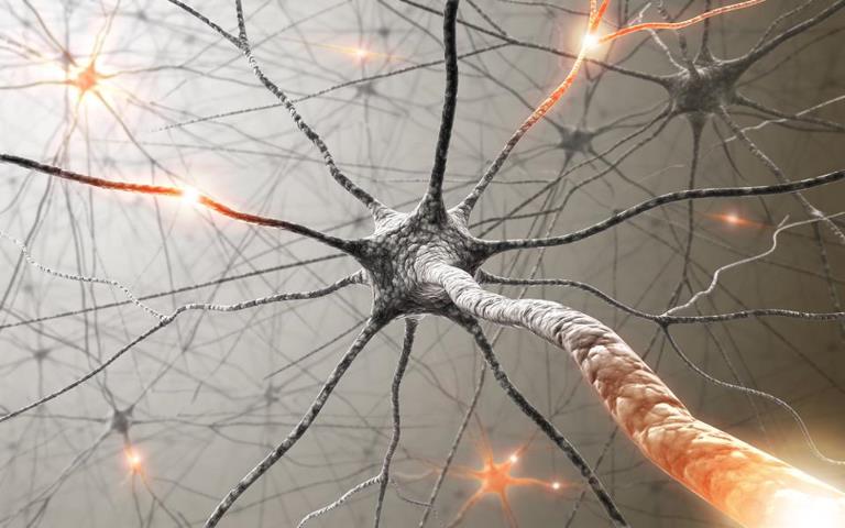 neuron Головной мозг: нейроны, нейроглии, стресс и любовь