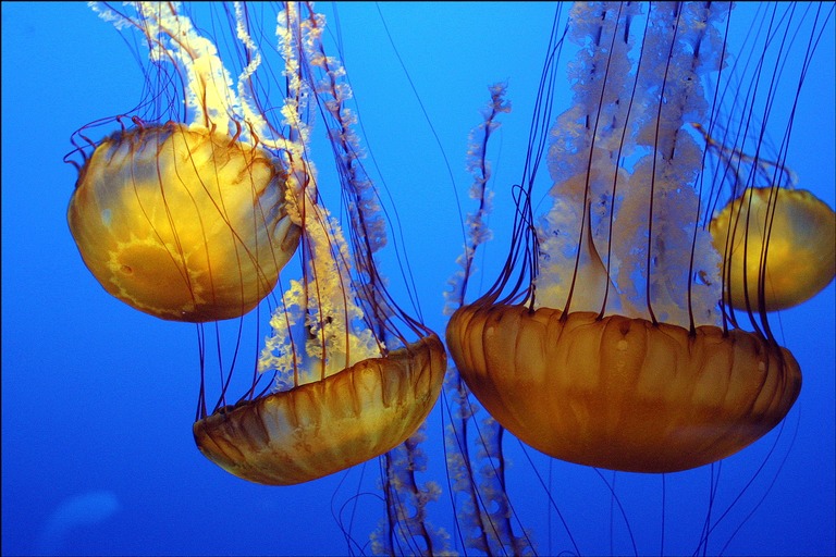 jellyfish 7 Мои любимые композиции